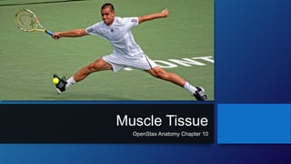 Muscle Tissue
OpenStax Anatomy Chapter 10
 