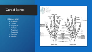 Carpal Bones
• 8 bones total
• Scaphoid
• Lunate
• Triquetrum
• Pisiform
• Trapezium
• Trapezoid
• Capitate
• Hamate
 