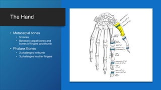 The Hand
• Metacarpal bones
• 5 bones
• Between carpal bones and
bones of fingers and thumb
• Phalanx Bones
• 2 phalanges in thumb
• 3 phalanges in other fingers
 