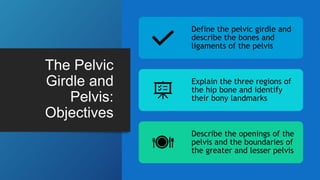 The Pelvic
Girdle and
Pelvis:
Objectives
Define the pelvic girdle and
describe the bones and
ligaments of the pelvis
Explain the three regions of
the hip bone and identify
their bony landmarks
Describe the openings of the
pelvis and the boundaries of
the greater and lesser pelvis
 
