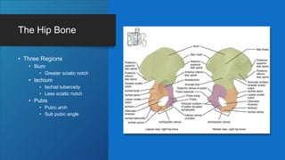 The Hip Bone
• Three Regions
• Ilium
• Greater sciatic notch
• Ischium
• Ischial tuberosity
• Less sciatic notch
• Pubis
• Pubic arch
• Sub pubic angle
 