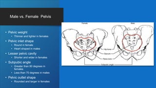 Male vs. Female Pelvis
• Pelvic weight
• Thinner and lighter in females
• Pelvic inlet shape
• Round in female
• Heart shaped in males
• Lesser pelvic cavity
• Shorter and wider in females
• Subpubic angle
• Greater than 80 degrees in
females
• Less than 70 degrees in males
• Pelvic outlet shape
• Rounded and larger in females
 