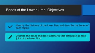 Bones of the Lower Limb: Objectives
Identify the divisions of the lower limb and describe the bones of
each region
Describe the bones and bony landmarks that articulate at each
joint of the lower limb
 