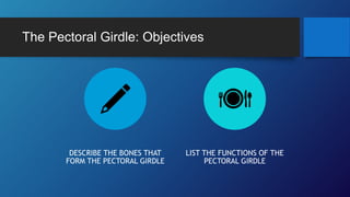 The Pectoral Girdle: Objectives
DESCRIBE THE BONES THAT
FORM THE PECTORAL GIRDLE
LIST THE FUNCTIONS OF THE
PECTORAL GIRDLE
 