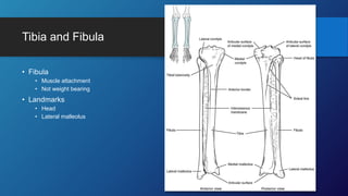 Tibia and Fibula
• Fibula
• Muscle attachment
• Not weight bearing
• Landmarks
• Head
• Lateral malleolus
 