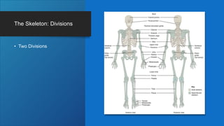 The Skeleton: Divisions
• Two Divisions
 