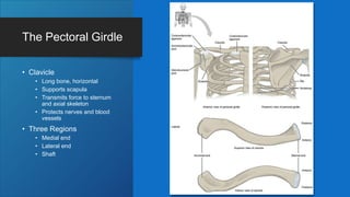 The Pectoral Girdle
• Clavicle
• Long bone, horizontal
• Supports scapula
• Transmits force to sternum
and axial skeleton
• Protects nerves and blood
vessels
• Three Regions
• Medial end
• Lateral end
• Shaft
 