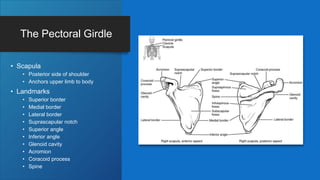 The Pectoral Girdle
• Scapula
• Posterior side of shoulder
• Anchors upper limb to body
• Landmarks
• Superior border
• Medial border
• Lateral border
• Suprascapular notch
• Superior angle
• Inferior angle
• Glenoid cavity
• Acromion
• Coracoid process
• Spine
 