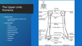 The Upper Limb:
Humerus
• Upper arm
• Located between shoulder and
elbow joints
• Landmarks
• Head
• Surgical neck
• Anatomical neck
• Bicipital groove
• Deltoid tuberosity
• Epicondyles
• Trochlea
• Capitulum
• Fossas
 