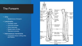 The Forearm
• Ulna
• Medial bone of forearm
• Landmarks
• Trochlear notch
• Coronoid process
• Ulnar tuberosity
• Radial notch of Ulna
• Olecranon process
• Interosseous membrane
• Connective tissue uniting Ulna
and Radius
 