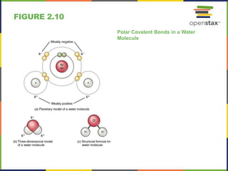 FIGURE 2.10
Polar Covalent Bonds in a Water
Molecule
 