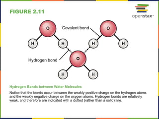 FIGURE 2.11
Hydrogen Bonds between Water Molecules
Notice that the bonds occur between the weakly positive charge on the hydrogen atoms
and the weakly negative charge on the oxygen atoms. Hydrogen bonds are relatively
weak, and therefore are indicated with a dotted (rather than a solid) line.
 