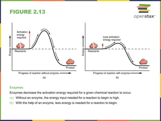 FIGURE 2.13
Enzymes
Enzymes decrease the activation energy required for a given chemical reaction to occur.
(a) Without an enzyme, the energy input needed for a reaction to begin is high.
(b) With the help of an enzyme, less energy is needed for a reaction to begin.
 
