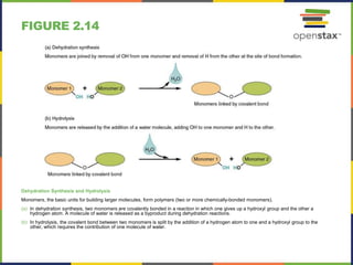 FIGURE 2.14
Dehydration Synthesis and Hydrolysis
Monomers, the basic units for building larger molecules, form polymers (two or more chemically-bonded monomers).
(a) In dehydration synthesis, two monomers are covalently bonded in a reaction in which one gives up a hydroxyl group and the other a
hydrogen atom. A molecule of water is released as a byproduct during dehydration reactions.
(b) In hydrolysis, the covalent bond between two monomers is split by the addition of a hydrogen atom to one and a hydroxyl group to the
other, which requires the contribution of one molecule of water.
 