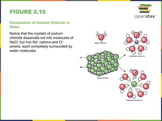 FIGURE 2.15
Dissociation of Sodium Chloride in
Water
Notice that the crystals of sodium
chloride dissociate not into molecules of
NaCl, but into Na+ cations and Cl–
anions, each completely surrounded by
water molecules.
 