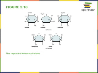 FIGURE 2.18
Five Important Monosaccharides
 