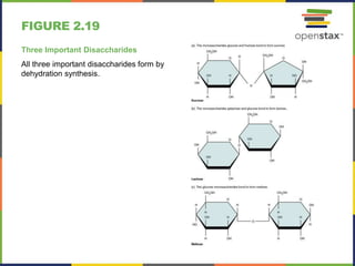 FIGURE 2.19
Three Important Disaccharides
All three important disaccharides form by
dehydration synthesis.
 