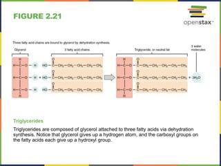 FIGURE 2.21
Triglycerides
Triglycerides are composed of glycerol attached to three fatty acids via dehydration
synthesis. Notice that glycerol gives up a hydrogen atom, and the carboxyl groups on
the fatty acids each give up a hydroxyl group.
 