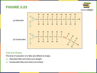 FIGURE 2.22
Fatty Acid Shapes
The level of saturation of a fatty acid affects its shape.
(a) Saturated fatty acid chains are straight.
(b) Unsaturated fatty acid chains are kinked.
 
