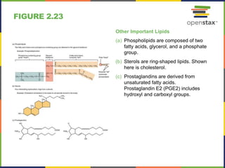 FIGURE 2.23
Other Important Lipids
(a) Phospholipids are composed of two
fatty acids, glycerol, and a phosphate
group.
(b) Sterols are ring-shaped lipids. Shown
here is cholesterol.
(c) Prostaglandins are derived from
unsaturated fatty acids.
Prostaglandin E2 (PGE2) includes
hydroxyl and carboxyl groups.
 