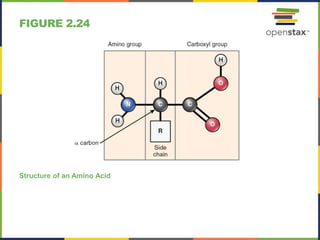 FIGURE 2.24
Structure of an Amino Acid
 