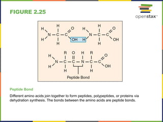 FIGURE 2.25
Peptide Bond
Different amino acids join together to form peptides, polypeptides, or proteins via
dehydration synthesis. The bonds between the amino acids are peptide bonds.
 