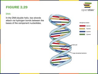 FIGURE 2.29
DNA
In the DNA double helix, two strands
attach via hydrogen bonds between the
bases of the component nucleotides.
 
