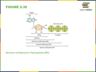 FIGURE 2.30
Structure of Adenosine Triphosphate (ATP)
 