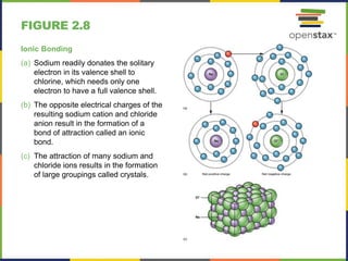 FIGURE 2.8
Ionic Bonding
(a) Sodium readily donates the solitary
electron in its valence shell to
chlorine, which needs only one
electron to have a full valence shell.
(b) The opposite electrical charges of the
resulting sodium cation and chloride
anion result in the formation of a
bond of attraction called an ionic
bond.
(c) The attraction of many sodium and
chloride ions results in the formation
of large groupings called crystals.
 