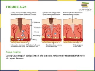 Open stax anatomy& physiology ch04 | PPTX