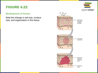 Cancer Notes Open stax anatomy& physiology ch04 | PPTX