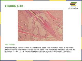 FIGURE 5.12
Hair Follicle
The slide shows a cross-section of a hair follicle. Basal cells of the hair matrix in the center
differentiate into cells of the inner root sheath. Basal cells at the base of the hair root form the
outer root sheath. LM ✕ 4. (credit: modification of work by “kilbad”/Wikimedia Commons)
 