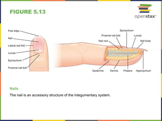 FIGURE 5.13
Nails
The nail is an accessory structure of the integumentary system.
 