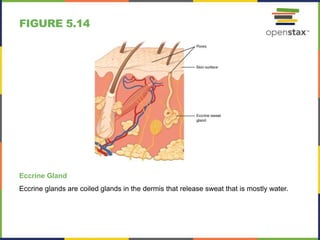 FIGURE 5.14
Eccrine Gland
Eccrine glands are coiled glands in the dermis that release sweat that is mostly water.
 