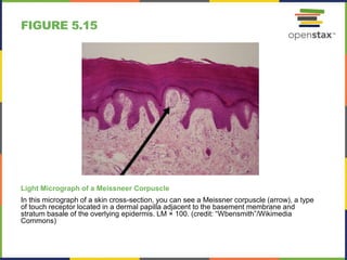 FIGURE 5.15
Light Micrograph of a Meissneer Corpuscle
In this micrograph of a skin cross-section, you can see a Meissner corpuscle (arrow), a type
of touch receptor located in a dermal papilla adjacent to the basement membrane and
stratum basale of the overlying epidermis. LM × 100. (credit: “Wbensmith”/Wikimedia
Commons)
 