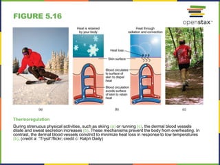 FIGURE 5.16
Thermoregulation
During strenuous physical activities, such as skiing (a) or running (c), the dermal blood vessels
dilate and sweat secretion increases (b). These mechanisms prevent the body from overheating. In
contrast, the dermal blood vessels constrict to minimize heat loss in response to low temperatures
(b). (credit a: “Trysil”/flickr; credit c: Ralph Daily)
 