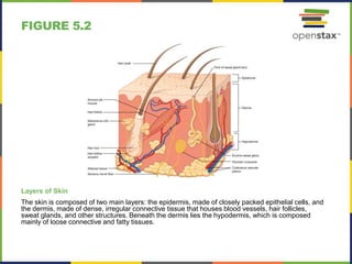 FIGURE 5.2
Layers of Skin
The skin is composed of two main layers: the epidermis, made of closely packed epithelial cells, and
the dermis, made of dense, irregular connective tissue that houses blood vessels, hair follicles,
sweat glands, and other structures. Beneath the dermis lies the hypodermis, which is composed
mainly of loose connective and fatty tissues.
 