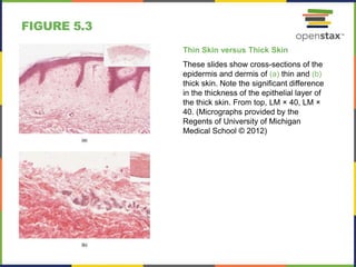 FIGURE 5.3
Thin Skin versus Thick Skin
These slides show cross-sections of the
epidermis and dermis of (a) thin and (b)
thick skin. Note the significant difference
in the thickness of the epithelial layer of
the thick skin. From top, LM × 40, LM ×
40. (Micrographs provided by the
Regents of University of Michigan
Medical School © 2012)
 