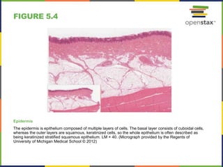 FIGURE 5.4
Epidermis
The epidermis is epithelium composed of multiple layers of cells. The basal layer consists of cuboidal cells,
whereas the outer layers are squamous, keratinized cells, so the whole epithelium is often described as
being keratinized stratified squamous epithelium. LM × 40. (Micrograph provided by the Regents of
University of Michigan Medical School © 2012)
 