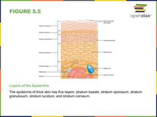 FIGURE 5.5
Layers of the Epidermis
The epidermis of thick skin has five layers: stratum basale, stratum spinosum, stratum
granulosum, stratum lucidum, and stratum corneum.
 