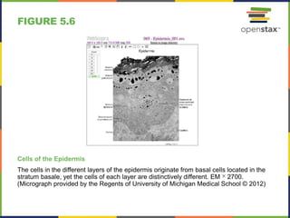 FIGURE 5.6
Cells of the Epidermis
The cells in the different layers of the epidermis originate from basal cells located in the
stratum basale, yet the cells of each layer are distinctively different. EM ✕ 2700.
(Micrograph provided by the Regents of University of Michigan Medical School © 2012)
 
