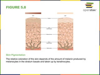 FIGURE 5.8
Skin Pigmentation
The relative coloration of the skin depends of the amount of melanin produced by
melanocytes in the stratum basale and taken up by keratinocytes.
 