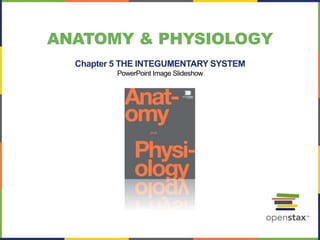 ANATOMY & PHYSIOLOGY
Chapter 5 THE INTEGUMENTARY SYSTEM
PowerPoint Image Slideshow
 