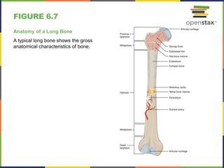 Open stax anatomy& physiology ch06 | PPTX