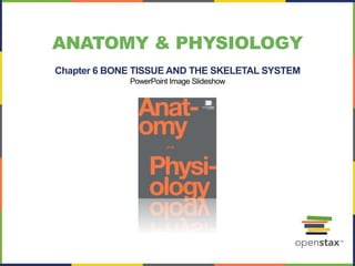 ANATOMY & PHYSIOLOGY
Chapter 6 BONE TISSUE AND THE SKELETAL SYSTEM
PowerPoint Image Slideshow
 