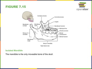 Open stax anatomy& physiology ch07 | PPTX