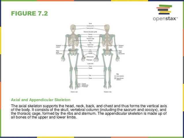 Open stax anatomy& physiology ch07