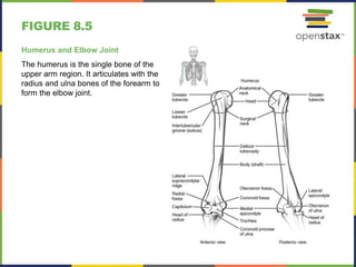 Single Humerus Open stax anatomy&physiology ch08 | PPTX