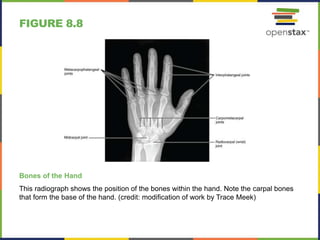 Open stax anatomy&physiology ch08 | PPT