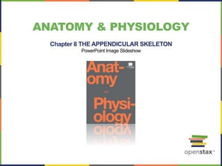 ANATOMY & PHYSIOLOGY
Chapter 8 THE APPENDICULAR SKELETON
PowerPoint Image Slideshow
 